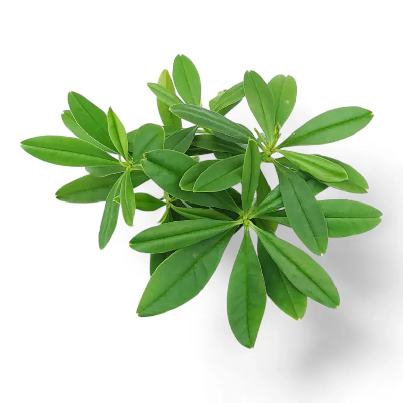 Fresh Water Leaves – waterleaf