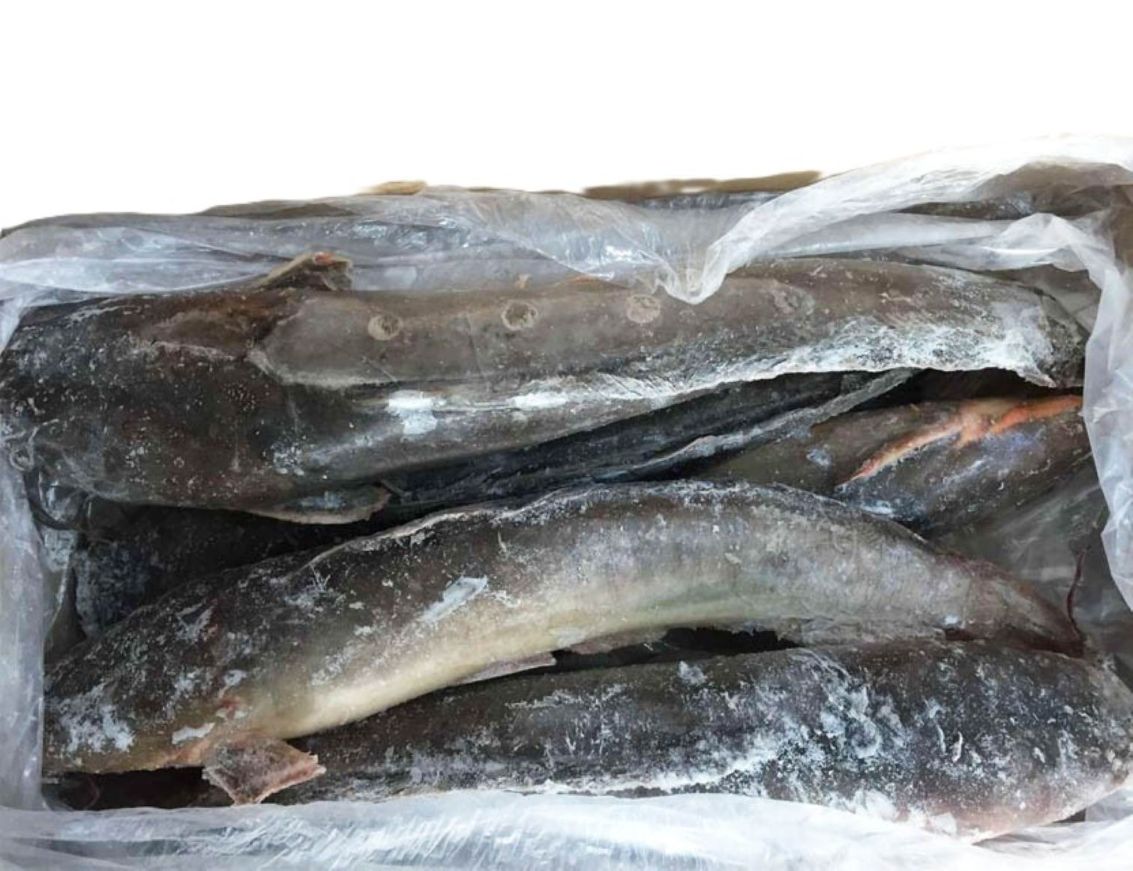 Catfish 5kg